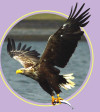 Emblem